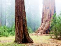 Giant Sequoia